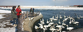 濤沸(とうふつ)湖「白鳥公園」